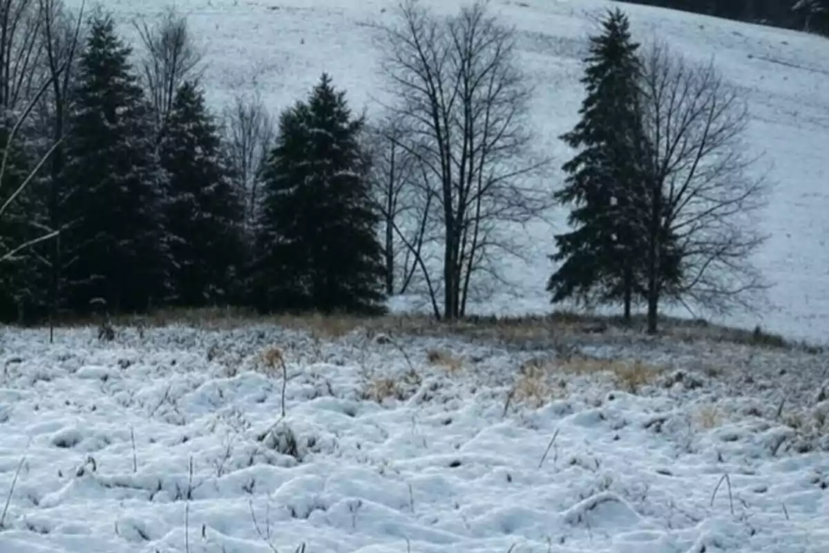 Un paisaje invernal con árboles cubiertos de nieve y un campo nevado en primer plano.